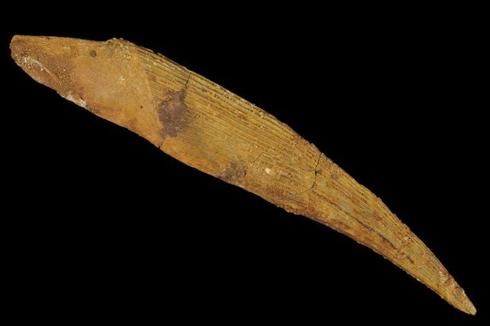 Fossil Shark (Hybodus) Dorsal Spine - Morocco #106529